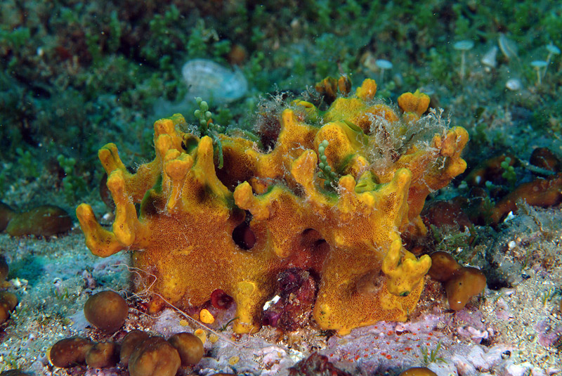 Aplysina aerophoba